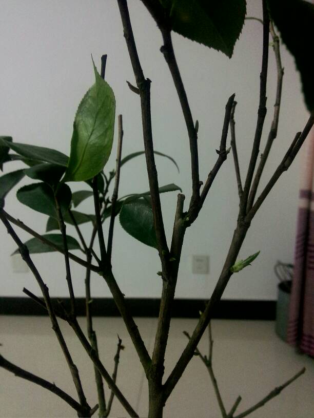 茶花換盆后掉葉怎么辦，茶花怎么服盆，茶花葉子掉光了能活嗎?