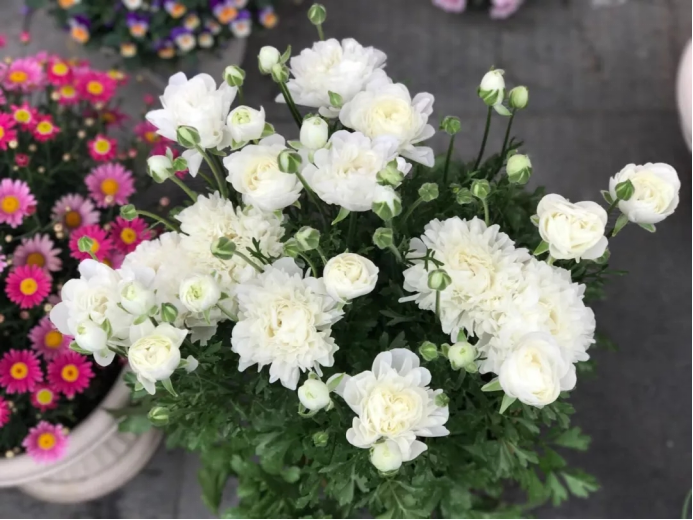 百合沒(méi)有陽(yáng)光能開(kāi)花嗎，花期需要曬太陽(yáng)嗎，什么花常年開(kāi)花又耐陰?