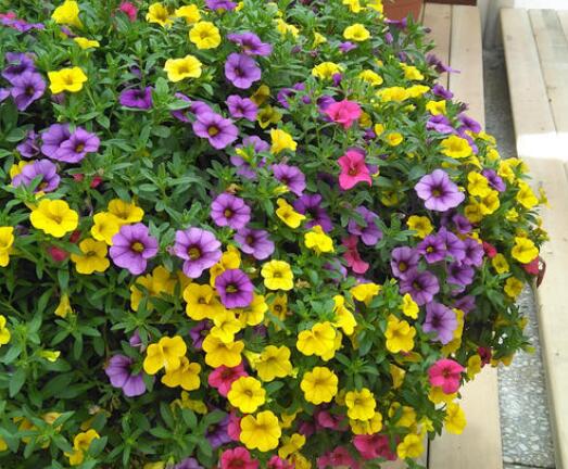 百萬(wàn)小鈴什么時(shí)候開(kāi)花，百萬(wàn)小鈴是一年生還是多年生?