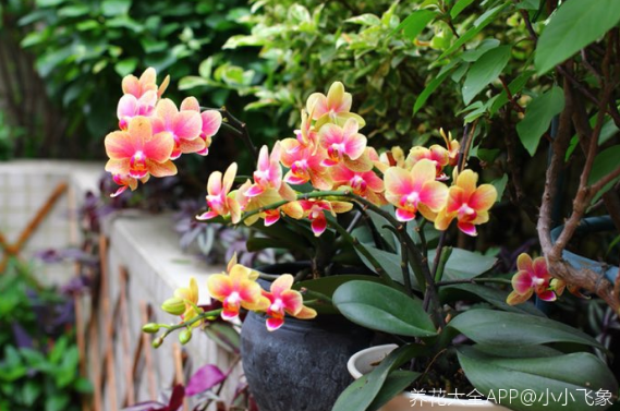 百萬(wàn)小鈴的繁殖方法，什么時(shí)候扦插，發(fā)財樹(shù)什么時(shí)候扦插好?