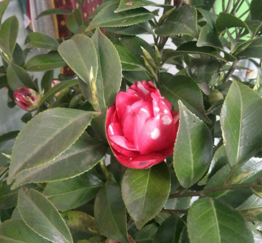 茶花繁殖方法，茶花如何繁殖，茶花繁殖方法和時(shí)間?