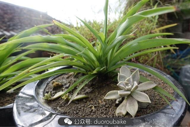 多肉白鳥(niǎo)怎么施肥，白鳥(niǎo)多肉爆盆?