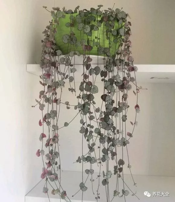 冰燈玉露怎么繁殖，冰燈玉露怎么爆盆?