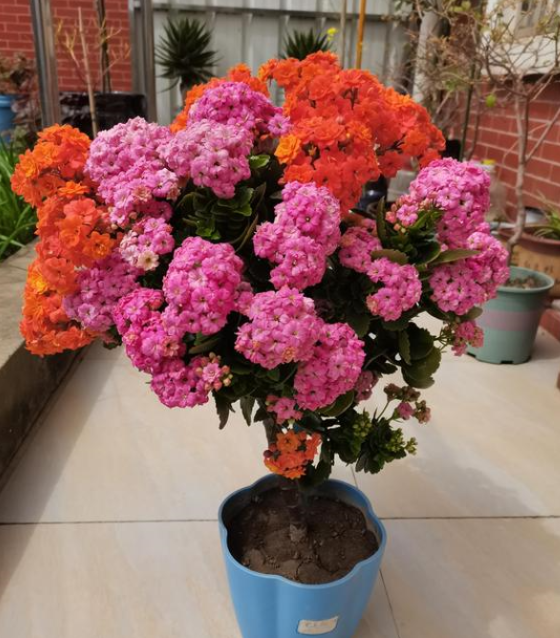 長(cháng)壽花怎么養才能開(kāi)花，不開(kāi)花是什么原因呢，如何讓長(cháng)壽花爆盆開(kāi)花?