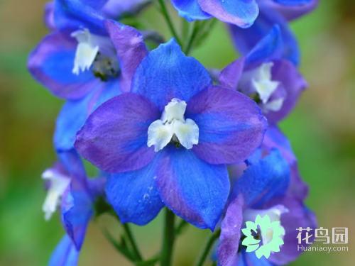 翠雀的繁殖方法，翠雀?