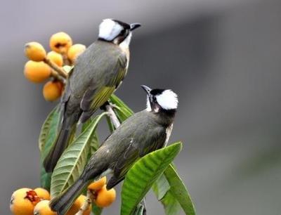白頭翁的繁殖方法，白頭翁怎么分公母?