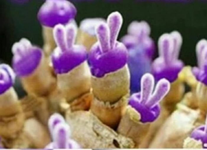 碧光環(huán)怎么播種，碧光環(huán)怎么保持短耳朵?