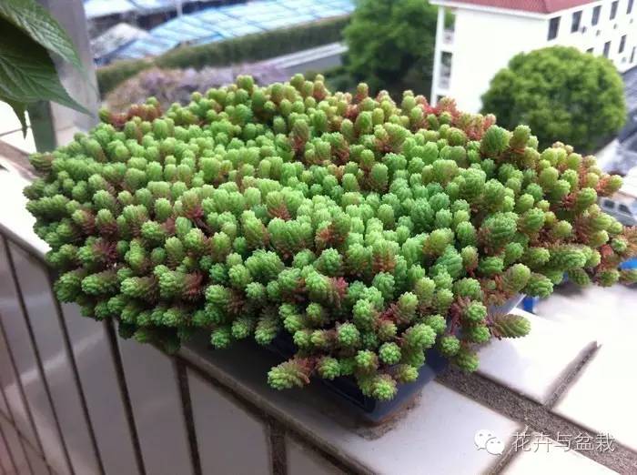 薄雪萬(wàn)年草開(kāi)花嗎，薄雪萬(wàn)年草耐寒多少度?