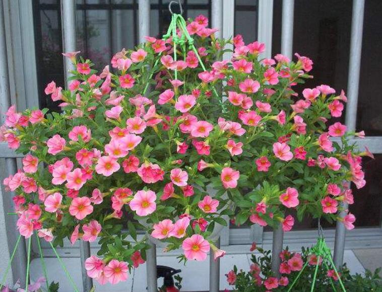 百萬(wàn)小鈴什么時(shí)候開(kāi)花，百萬(wàn)小鈴是一年生還是多年生?