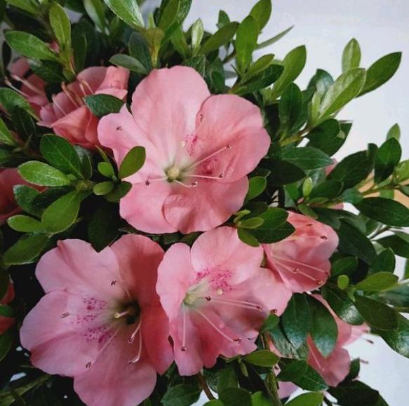 杜鵑施肥方法，用什么肥好，施肥方式有哪四種?