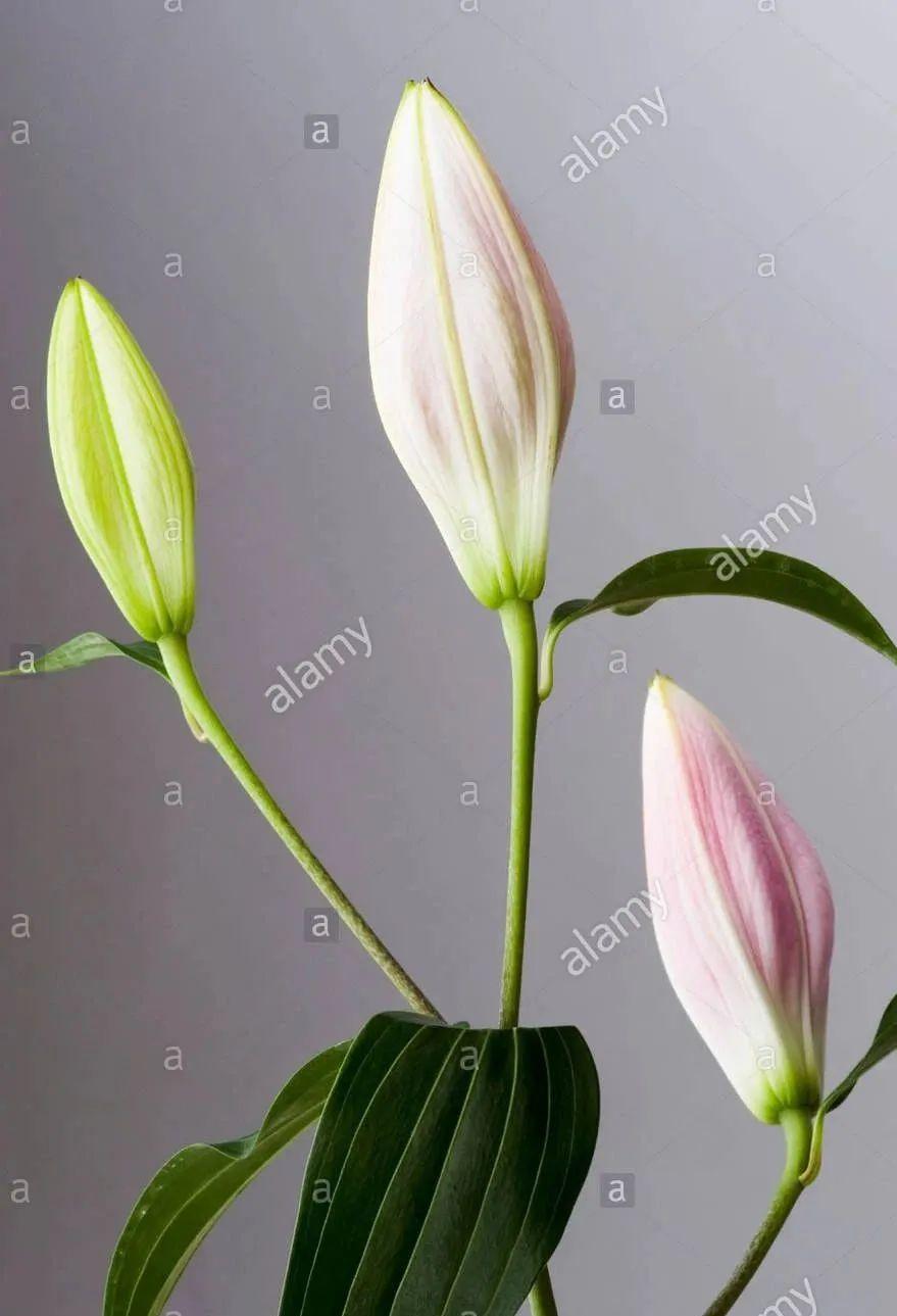 百合施肥方法，用什么肥好，發(fā)酵好的雞糞怎么施肥?