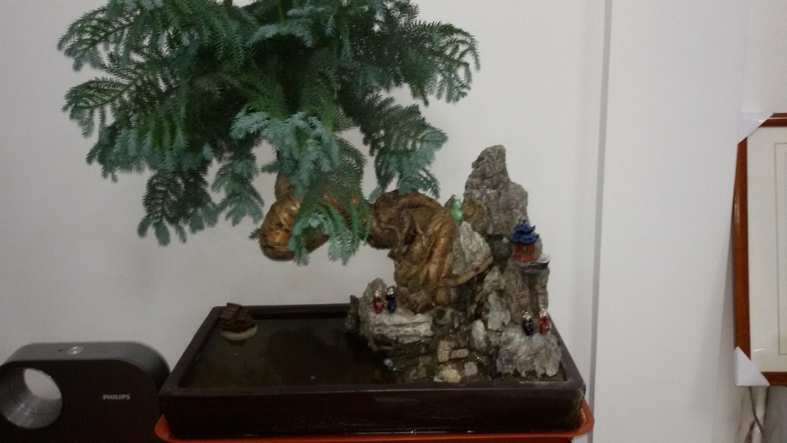 盆栽澳洲杉怎么澆水，澳洲杉怎么扦插?