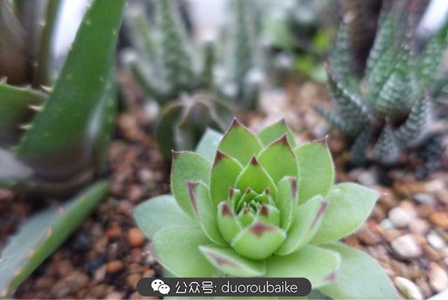 多肉白鳥(niǎo)怎么施肥，白鳥(niǎo)多肉爆盆?