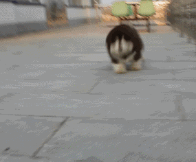 阿拉斯加犬怎么選(阿拉斯加犬怎么挑選)