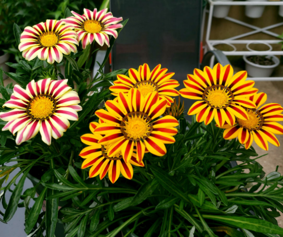 百萬(wàn)小鈴的繁殖方法，什么時(shí)候扦插，發(fā)財樹(shù)什么時(shí)候扦插好?