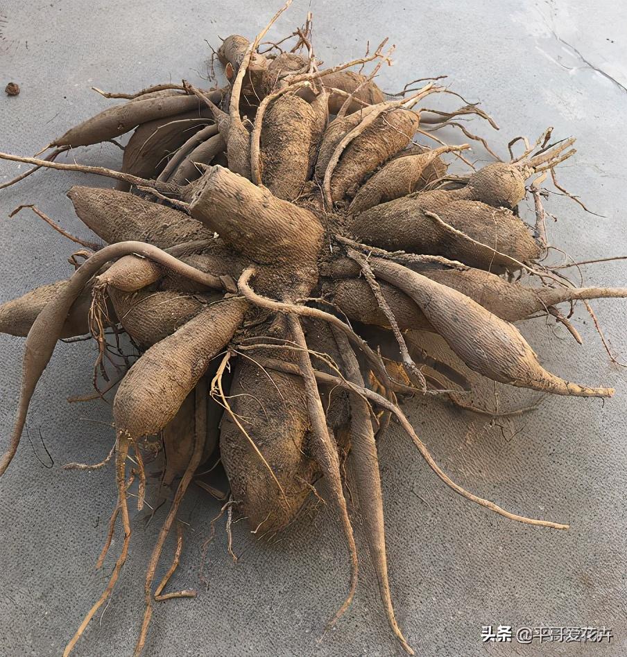 大麗花怎么過(guò)冬，冬天用挖出來(lái)嗎，大麗花能活幾年?