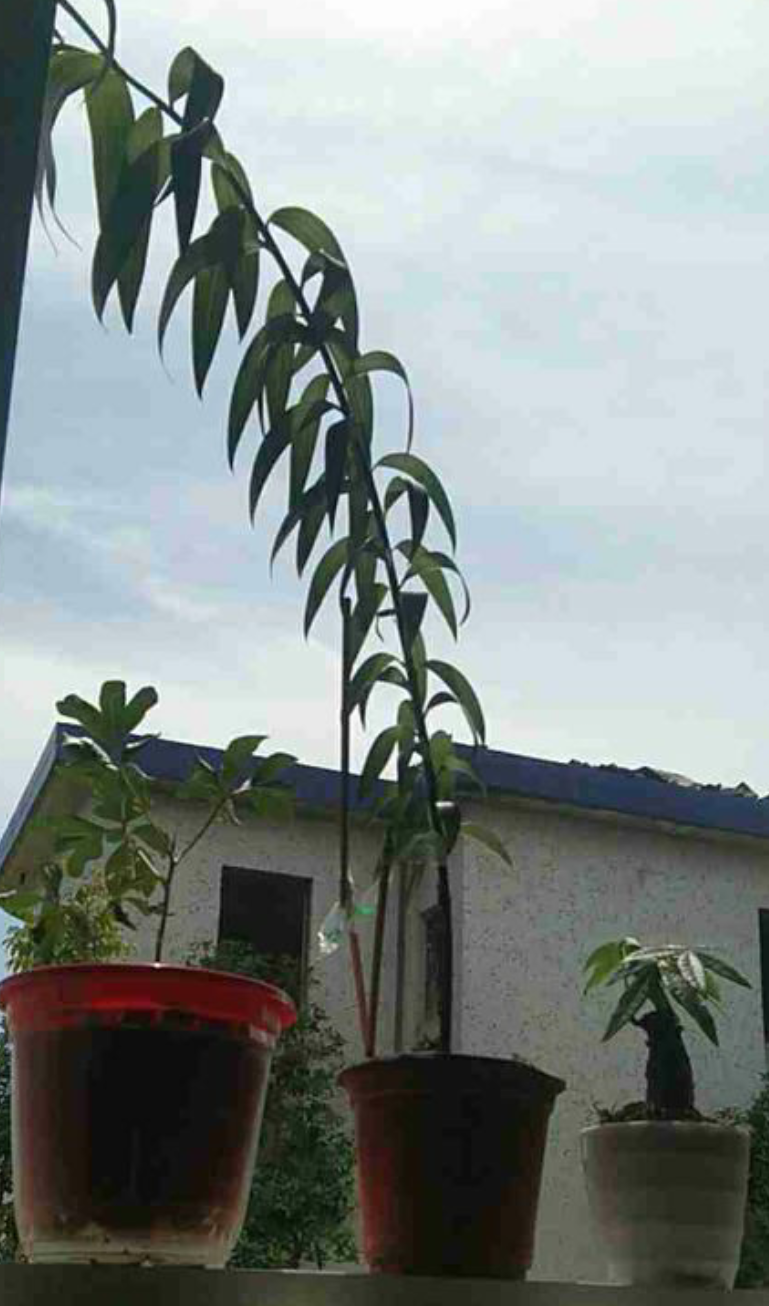 百合徒長(cháng)不開(kāi)花的原因，怎么催花，百合打頂圖解?