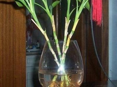 土養富貴竹怎么澆水，土養富貴竹怎么施肥，富貴竹的土壤養殖方法?