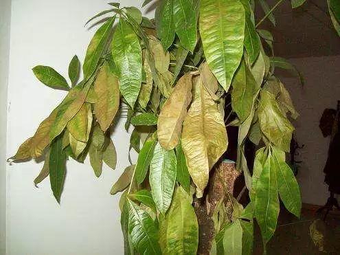 家養發(fā)財樹(shù)怎樣過(guò)冬，能用硫酸亞鐵水澆嗎，招財樹(shù)冬天怎么養?