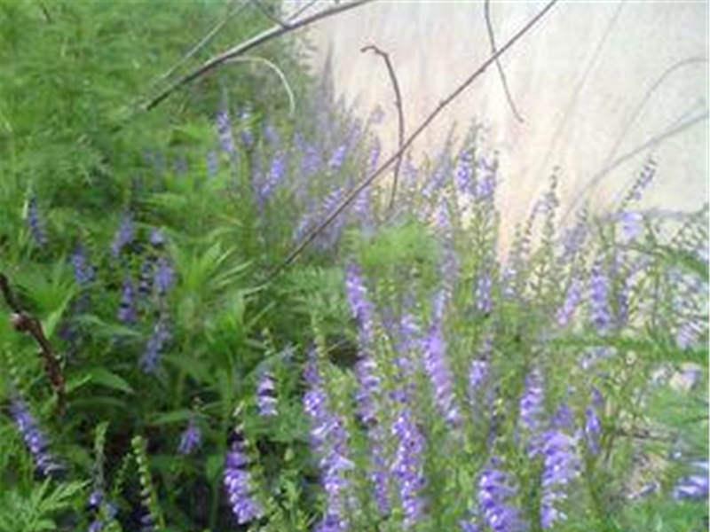 半枝蓮繁殖方法，半枝蓮的禁忌?