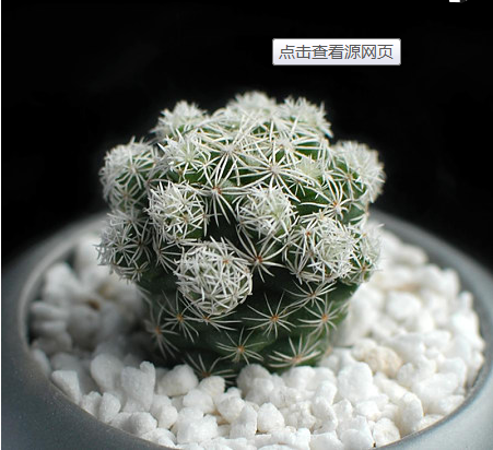 多肉白鳥(niǎo)怎么繁殖，白鳥(niǎo)多肉圖片?