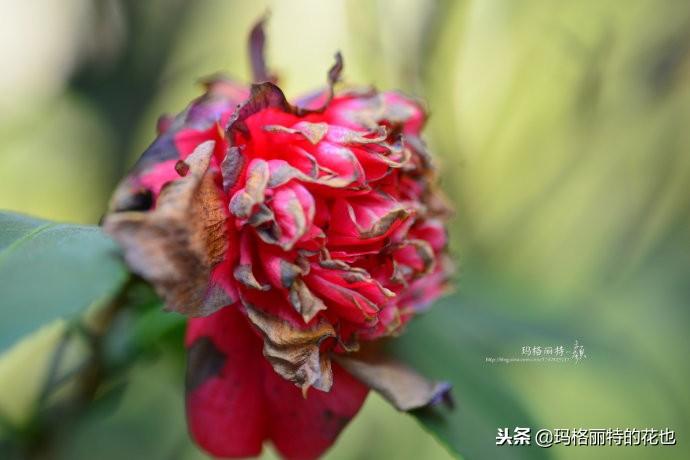 如何使茶梅在圣誕開(kāi)花，茶梅開(kāi)白花怎么辦?