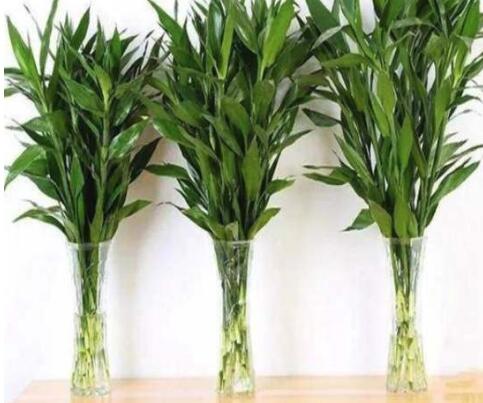 富貴竹冬天怎么養不會(huì )死，富貴竹過(guò)冬技巧，富貴竹怎么過(guò)冬啊每年養的都死了?