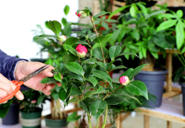 怎么讓茶花提前開(kāi)花，怎么延長(cháng)花期，怎樣讓茶花花苞快些開(kāi)花?