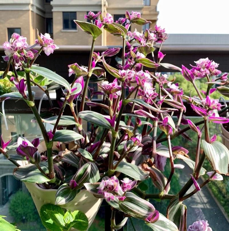 油畫(huà)吊蘭怎么養，怎么扦插，吊蘭扦插方法圖解?