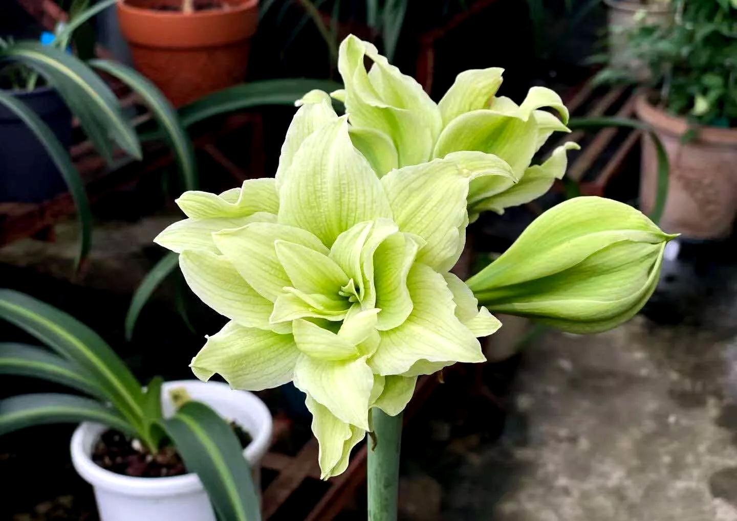 不夜城的分株繁殖，蝴蝶蘭是怎么繁殖的?