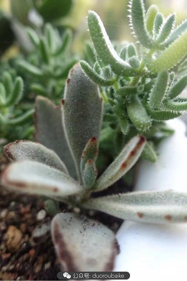 多肉白鳥(niǎo)怎么施肥，白鳥(niǎo)多肉爆盆?