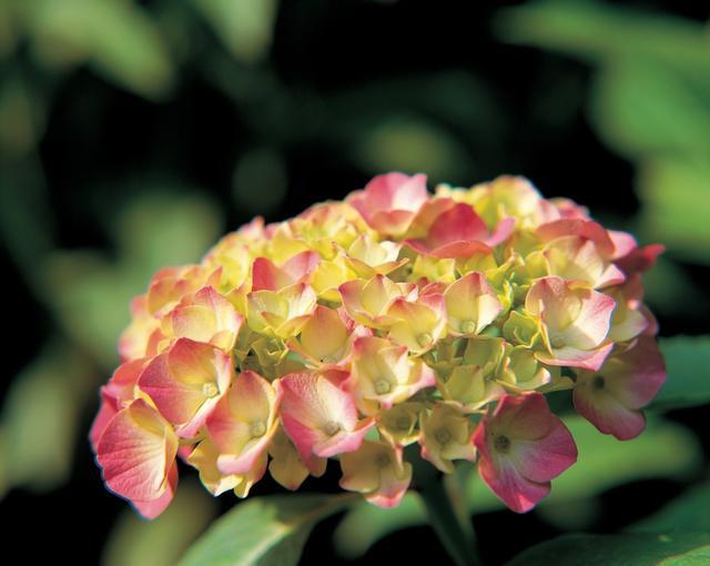 八仙花怎么繁殖，八仙花的養殖方法和注意事項?
