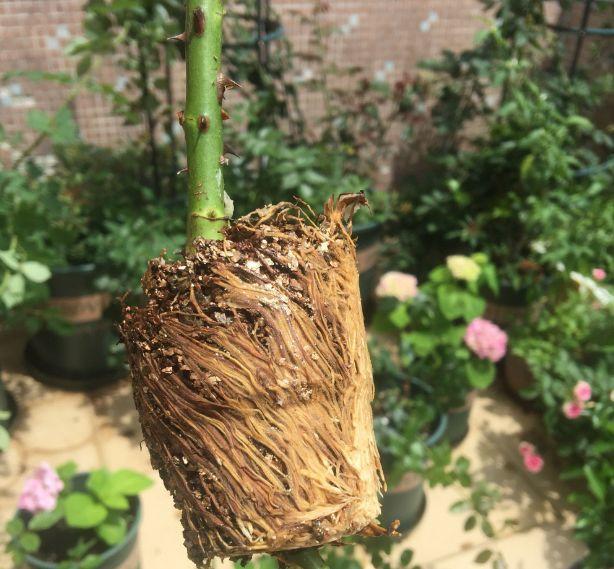 茶花壓條多久生根，空中壓條繁殖技術(shù)，臘梅壓條繁殖時(shí)間?