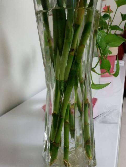 怎么讓富貴竹安全過(guò)冬，凍傷了怎么辦，如何讓富貴竹長(cháng)得粗壯?