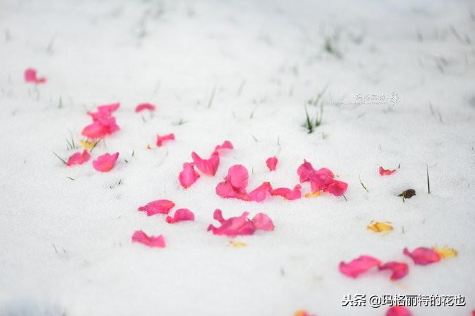 如何使茶梅在圣誕開(kāi)花，茶梅開(kāi)白花怎么辦?