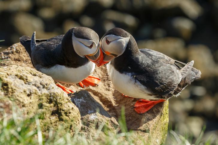 熊的尾巴有什么用處，熊的尾巴是干什么用的