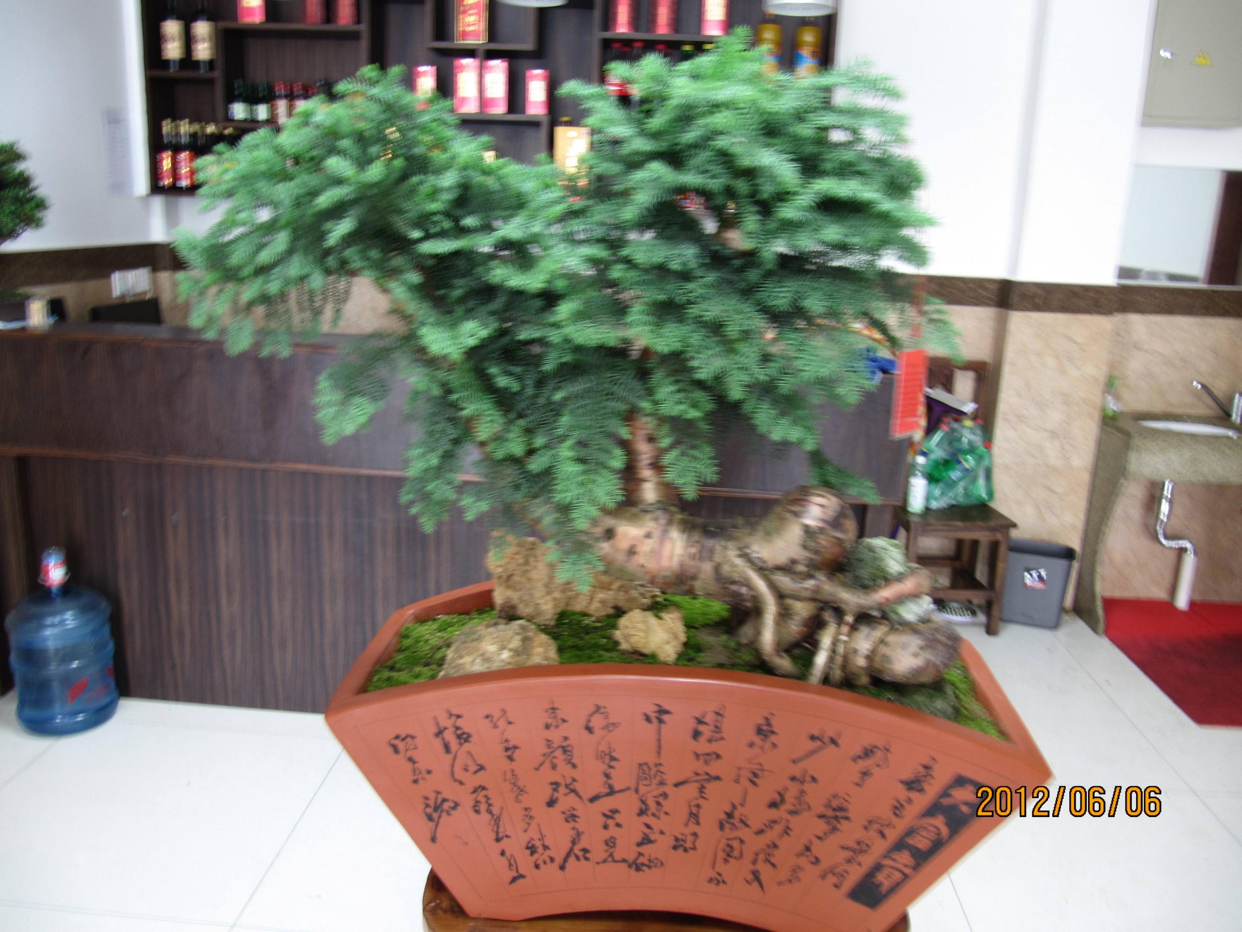 盆栽澳洲杉怎么澆水，澳洲杉怎么扦插?