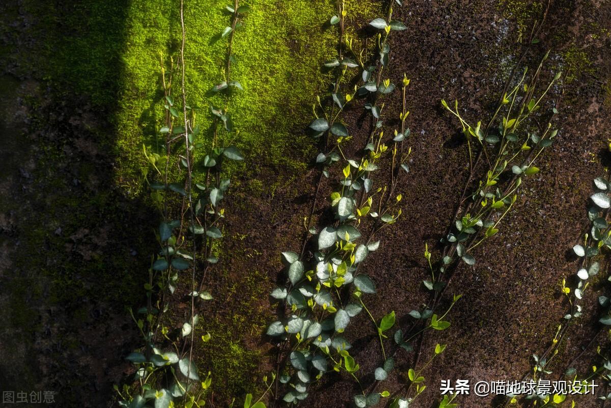 長(cháng)春蔓開(kāi)花嗎，長(cháng)春蔓和常春藤一樣嗎?