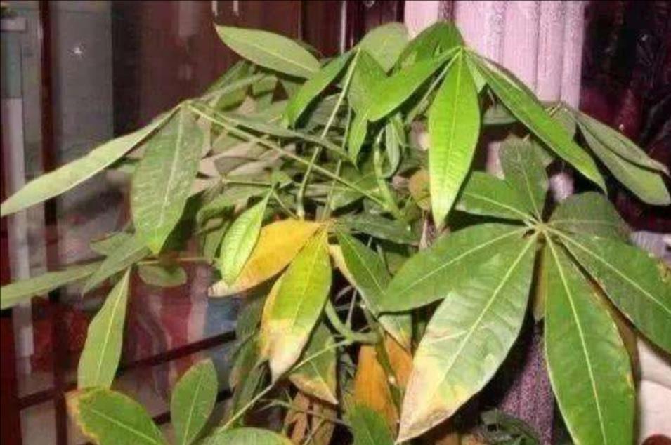 發(fā)財樹(shù)怎么過(guò)冬，葉子發(fā)黃是怎么回事，發(fā)財樹(shù)葉子發(fā)黃怎么救?