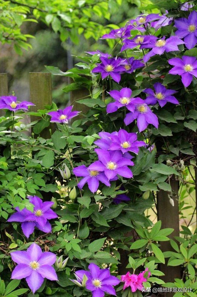 長(cháng)春蔓開(kāi)花嗎，長(cháng)春蔓和常春藤一樣嗎?