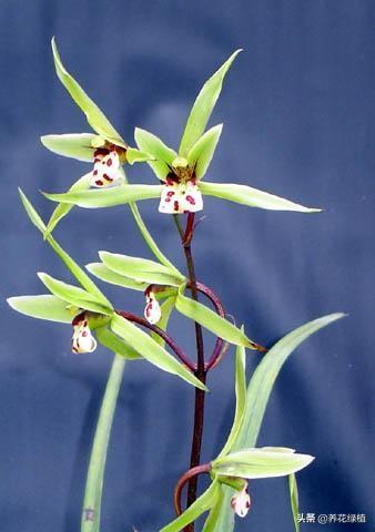 寒蘭開(kāi)花養護，寒蘭幾月開(kāi)花?