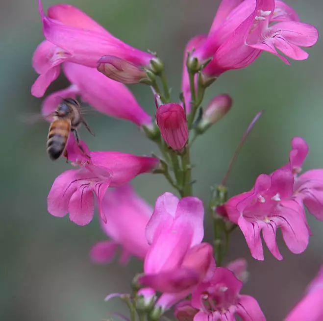 釣鐘柳的繁殖方法詳解，釣鐘柳圖片?