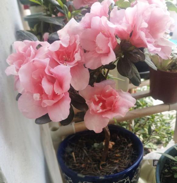 杜鵑施肥方法，用什么肥好，施肥方式有哪四種?