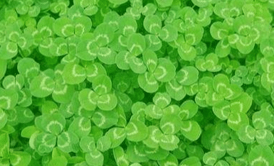 雯心草，由三片葉子組成，寓意愛(ài)情