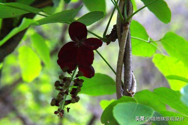 長(cháng)春蔓開(kāi)花嗎，長(cháng)春蔓和常春藤一樣嗎?