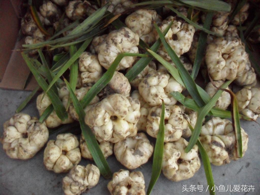 百合開(kāi)花之后怎么處理，百合一年開(kāi)花幾次，如何讓百合分叉多開(kāi)花?