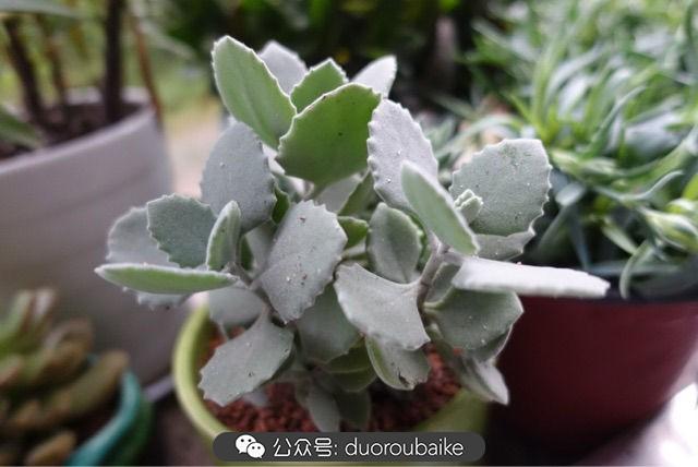 多肉白鳥(niǎo)怎么施肥，白鳥(niǎo)多肉爆盆?