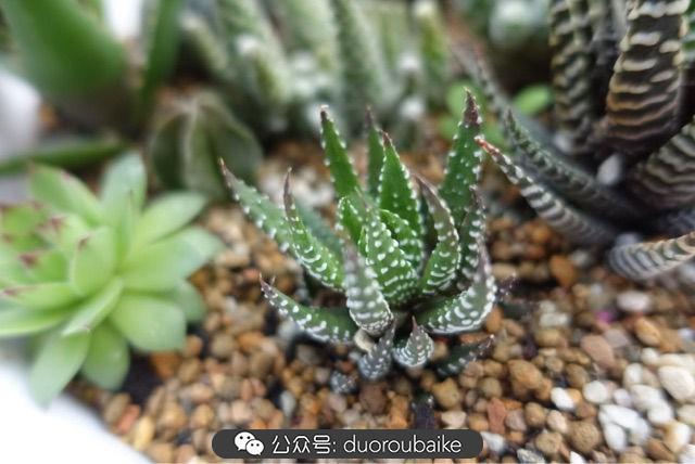 多肉白鳥(niǎo)怎么施肥，白鳥(niǎo)多肉爆盆?