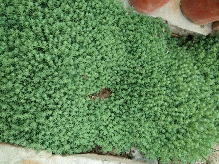 薄雪萬(wàn)年草怎么過(guò)冬，薄雪萬(wàn)年草和佛甲草區別?