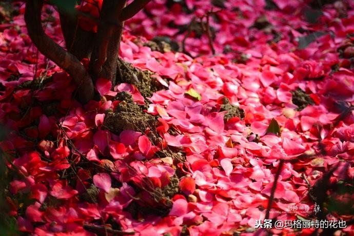 如何使茶梅在圣誕開(kāi)花，茶梅開(kāi)白花怎么辦?